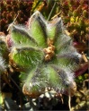 sm 451 Seed pod of Miniature Beach Lupine